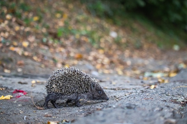迈阿密国际夺得美职联总冠军！梅西助攻双响+夺个人第47冠